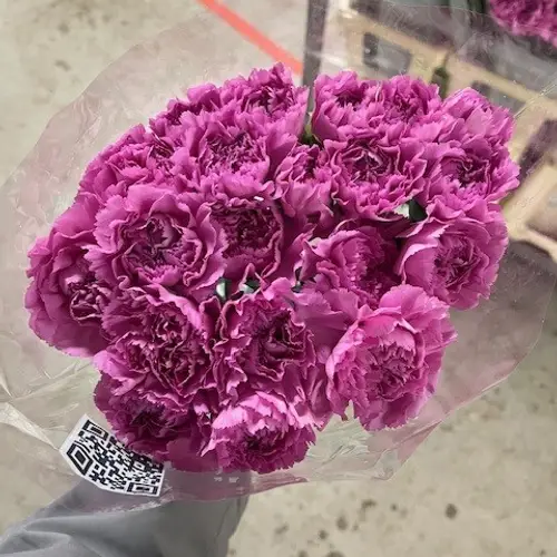 Nelke lila Akela 65cm