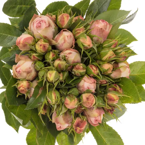 Rose Freiland rosa/lachs Lovely Rokoko 6+Blüte 40cm