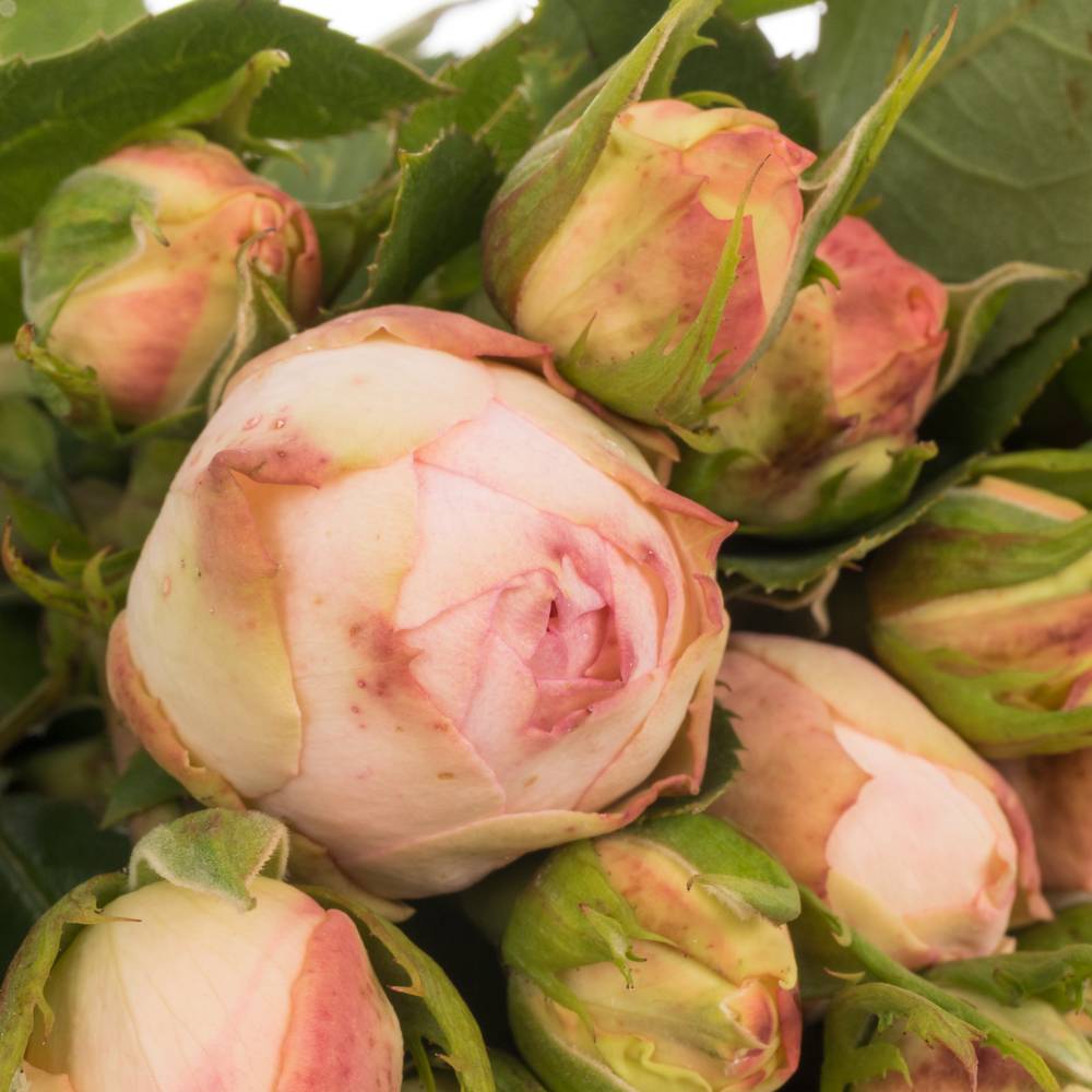 Rose Freiland rosa/lachs Lovely Rokoko 6+Blüte 40cm