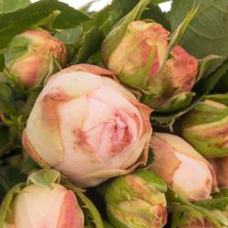 Rose Freiland rosa/lachs Lovely Rokoko 6+Blüte 40cm
