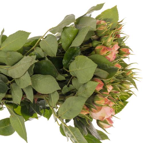 Rose Freiland rosa/lachs Lovely Rokoko 6+Blüte 40cm