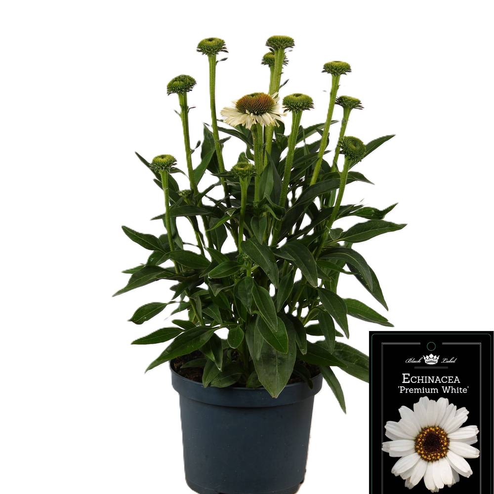 Echinacea Premium White T19 H050