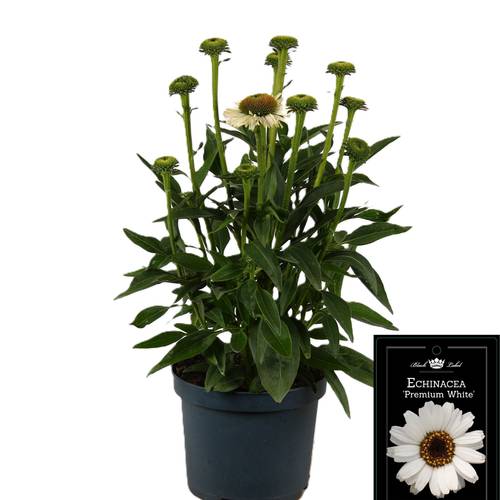 Echinacea Premium White T19 H050
