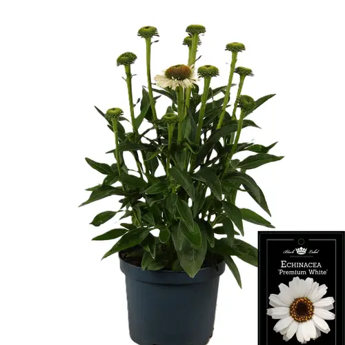 Echinacea Premium White T19 H050
