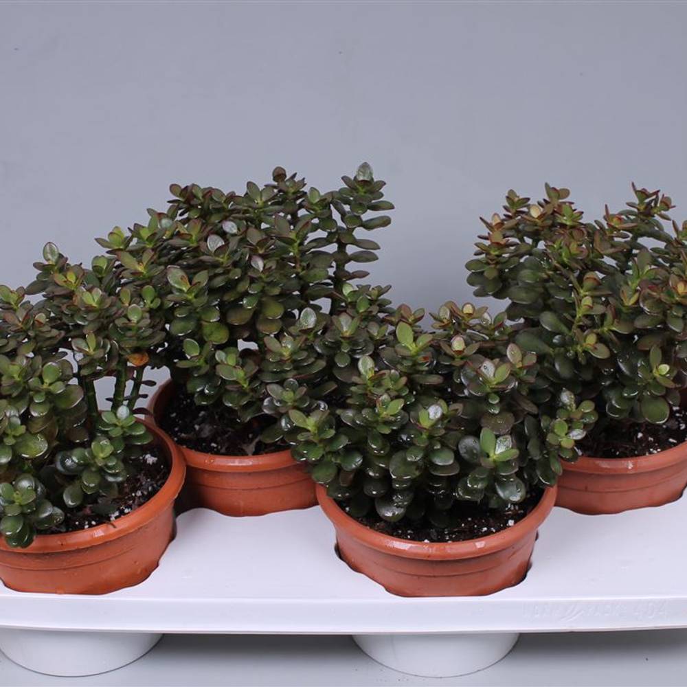 Crassula Minor T17 H28