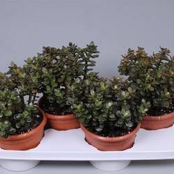 Crassula Minor T17 H28