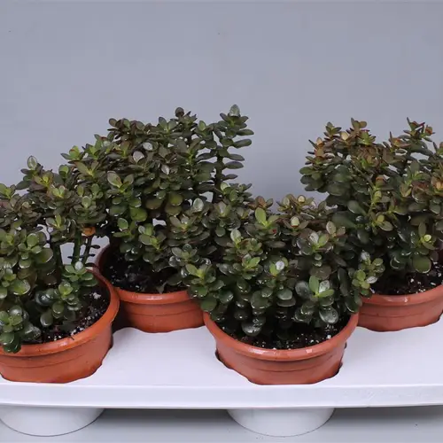 Crassula Minor T17 H28