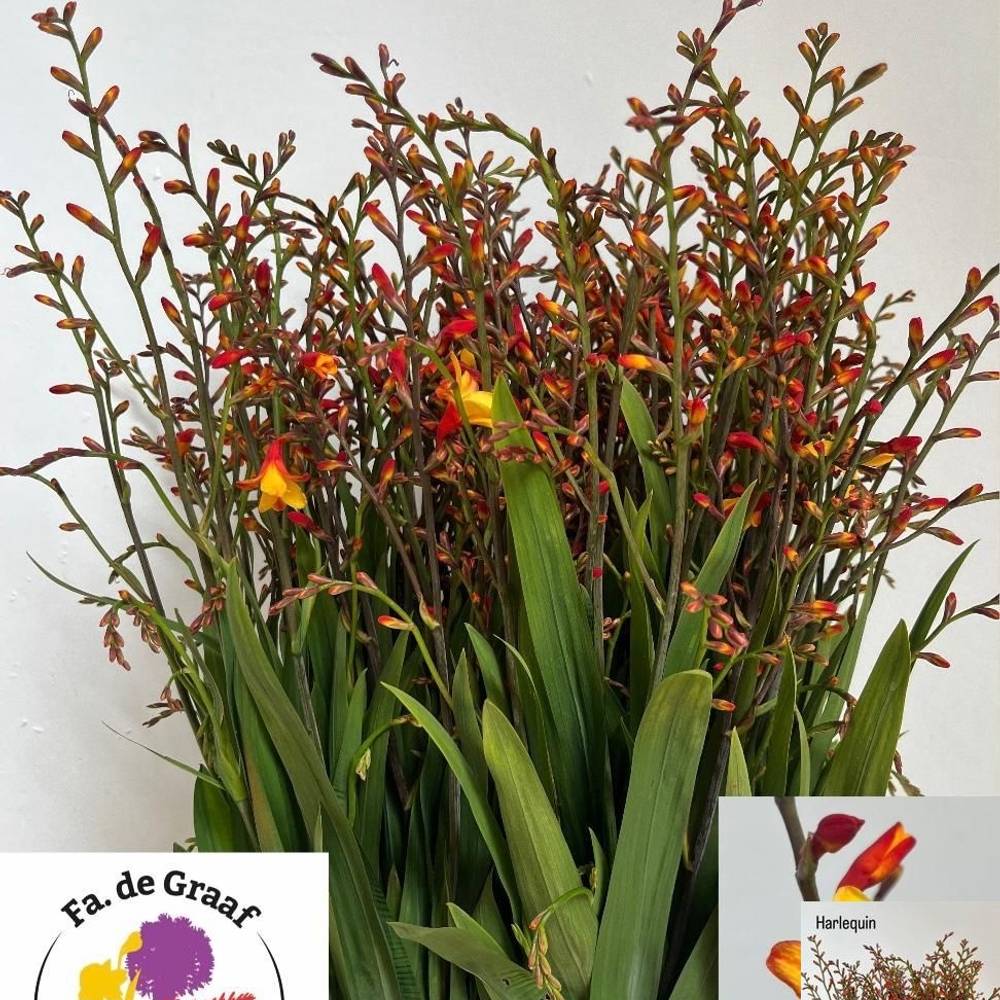 Monbretia orange/gelb Harlekijn