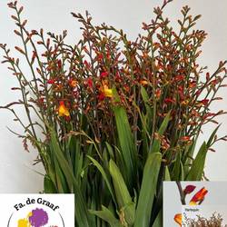 Monbretia orange/gelb Harlekijn
