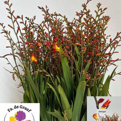 Monbretia orange/gelb Harlekijn