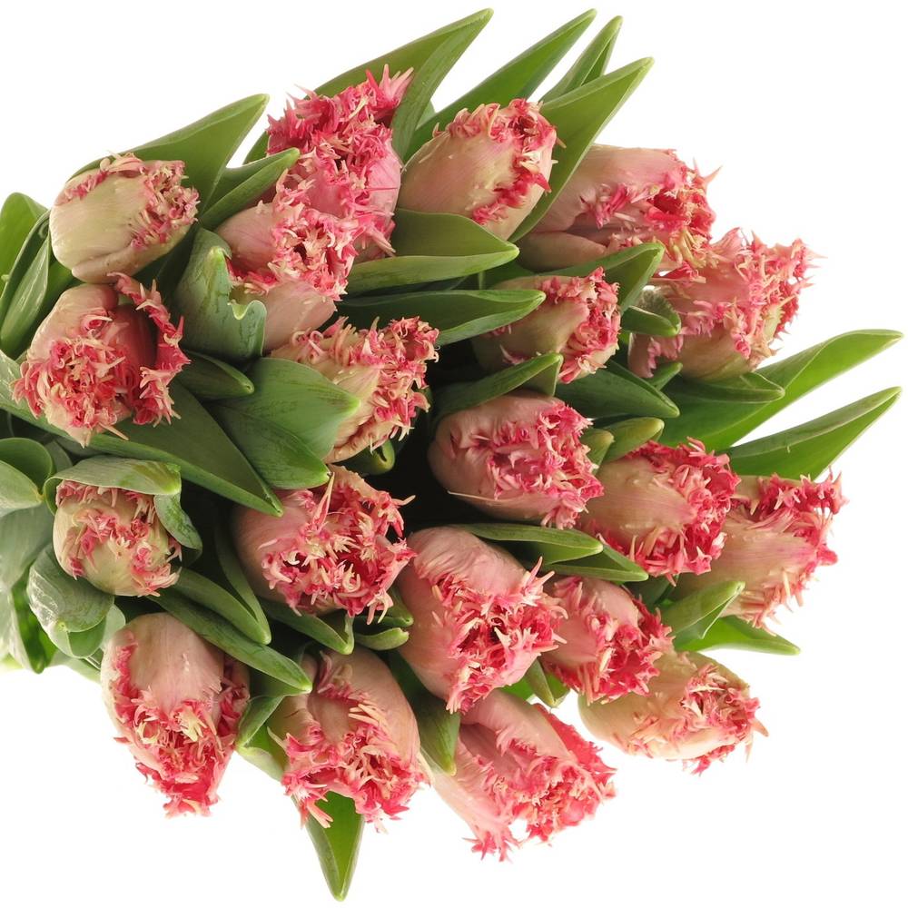 Tulpe rosa gezackt Zaragoza 36 Gramm