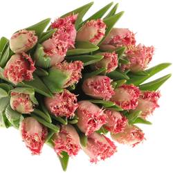 Tulpe rosa gezackt Zaragoza 36 Gramm