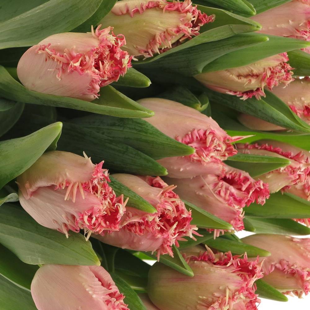 Tulpe rosa gezackt Zaragoza 36 Gramm