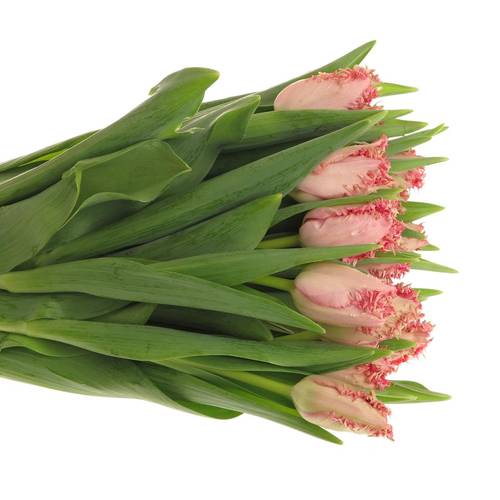 Tulpe rosa gezackt Zaragoza 36 Gramm