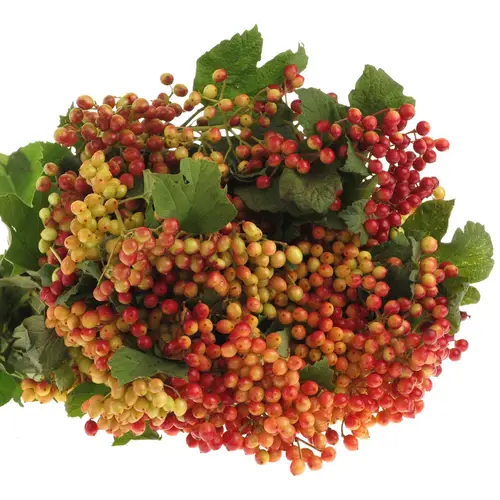 Viburnum rot Compactum 250Gramm 55cm