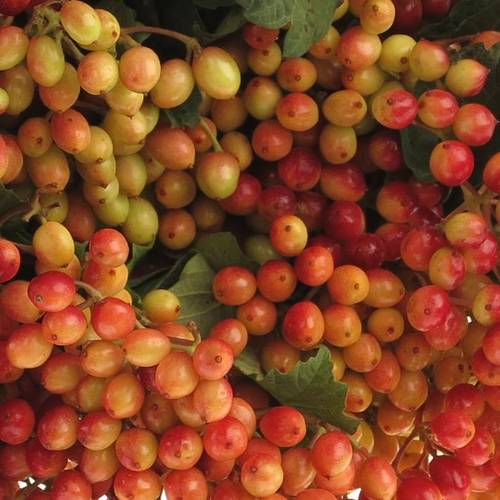 Viburnum rot Compactum 250Gramm 55cm