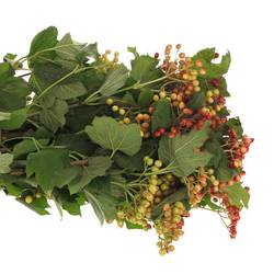 Viburnum rot Compactum 250Gramm 55cm