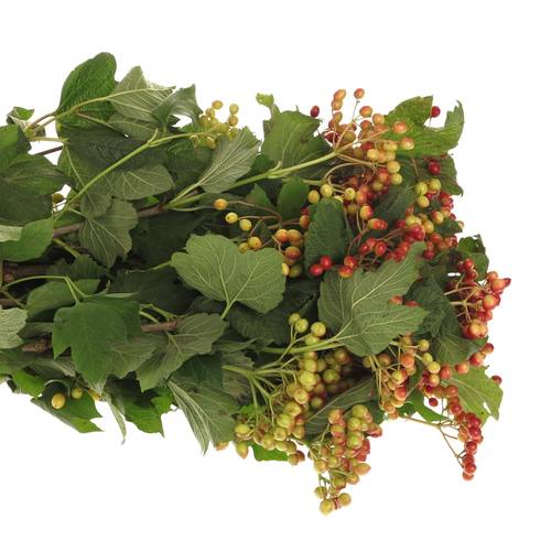 Viburnum rot Compactum 250Gramm 55cm