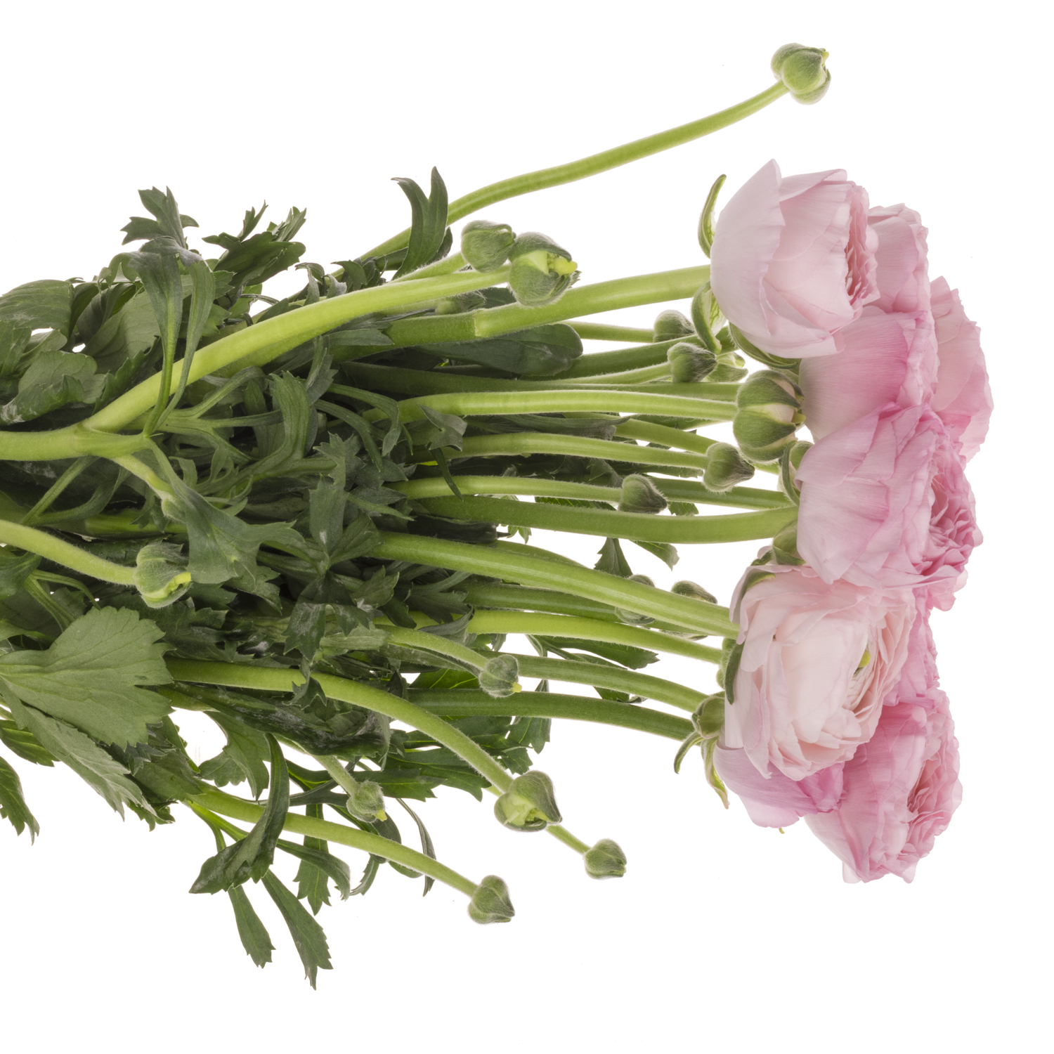 Ranunkel rosa Arancia 40 cm