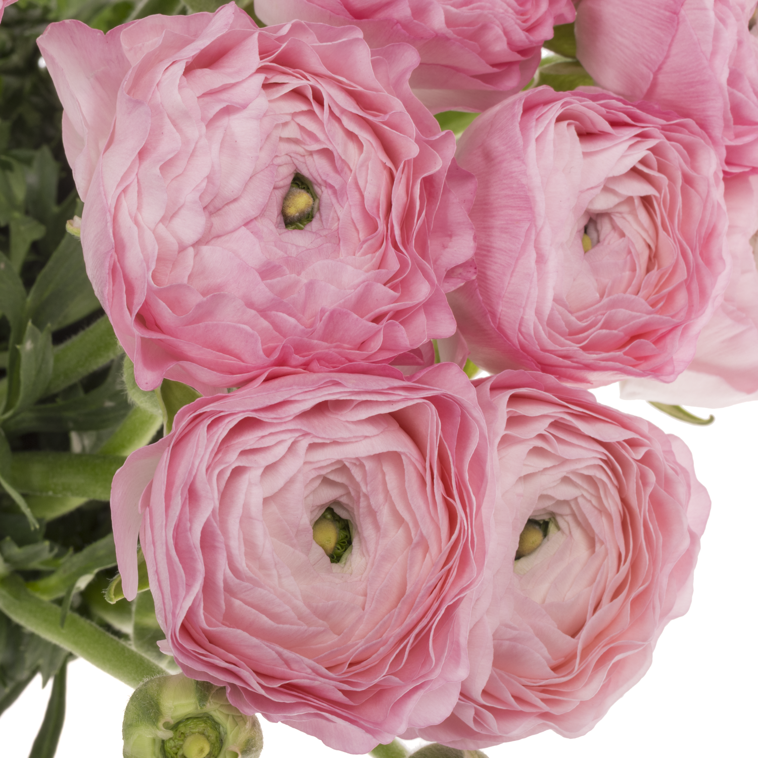 Ranunkel rosa Arancia 40 cm