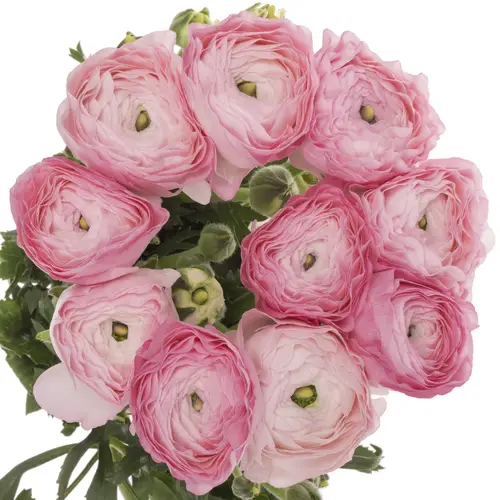 Ranunkel rosa Arancia 40 cm