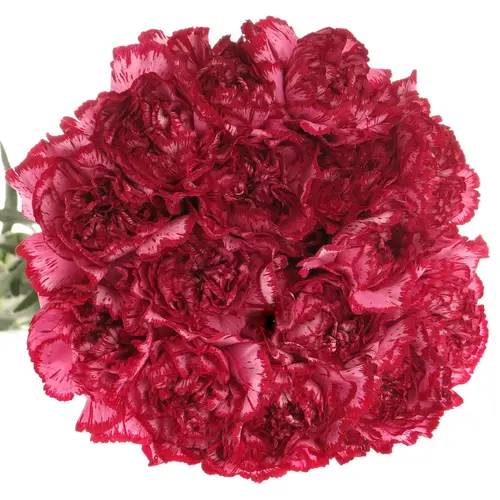 Nelke lila Baccarat 70cm