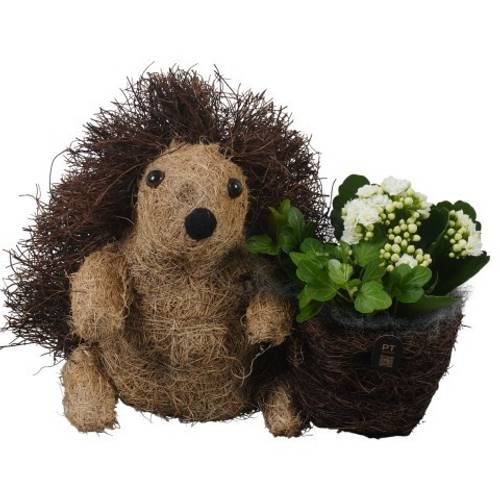 Kal.Arr PTHI3333 Herbst T25 H026