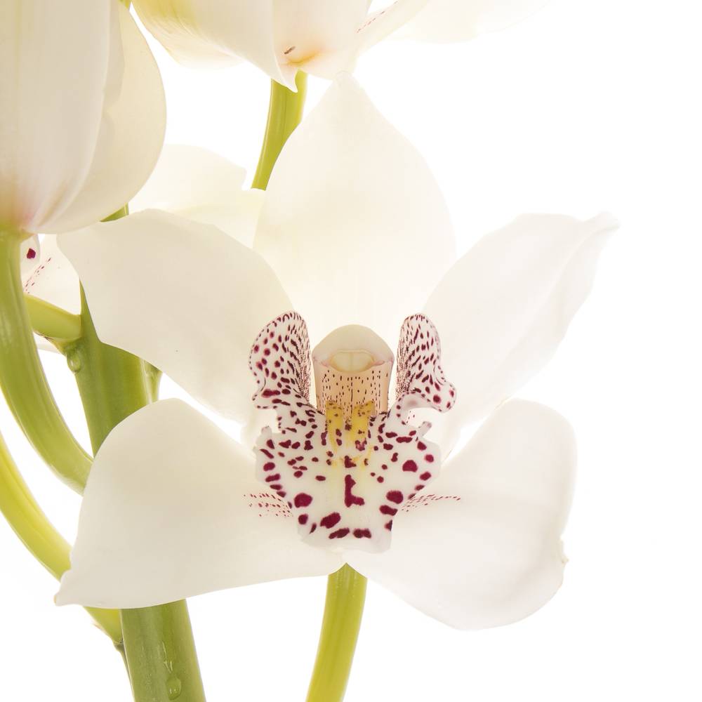 Mini Cymbidium creme Iris 40cm 8+Blüte
