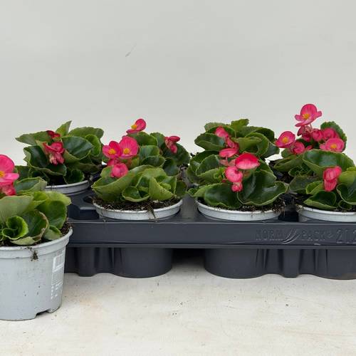 Begonie Semp. rosa T09 H020