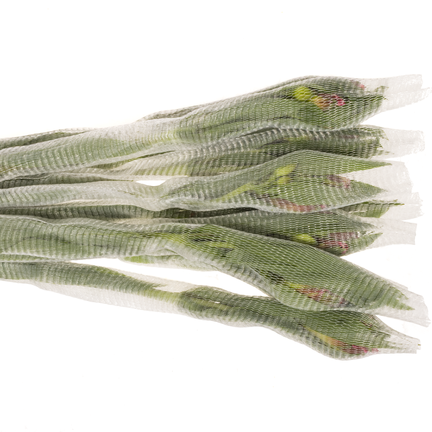 Alstroemerie rosa hot amposta (Ecuador) 70cm