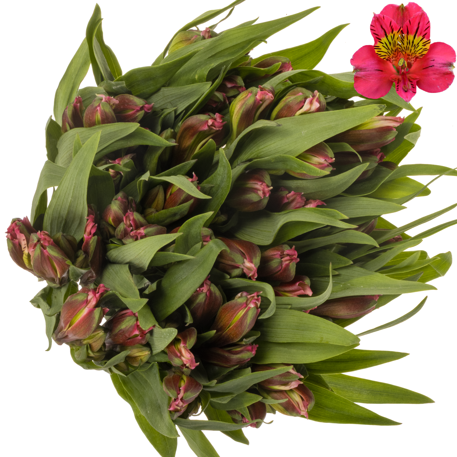 Alstroemerie rosa hot amposta (Ecuador) 70cm