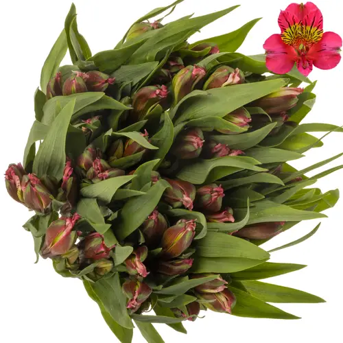 Alstroemerie rosa hot amposta (Ecuador) 70cm