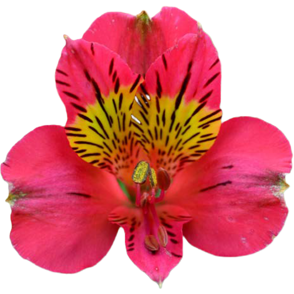 Alstroemerie rosa hot amposta (Ecuador) 70cm