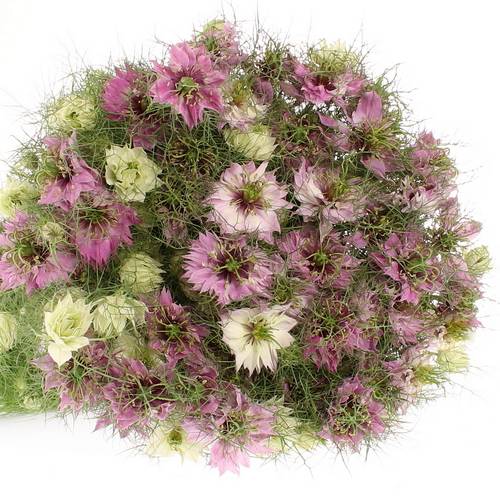 Nigella rosa 50cm