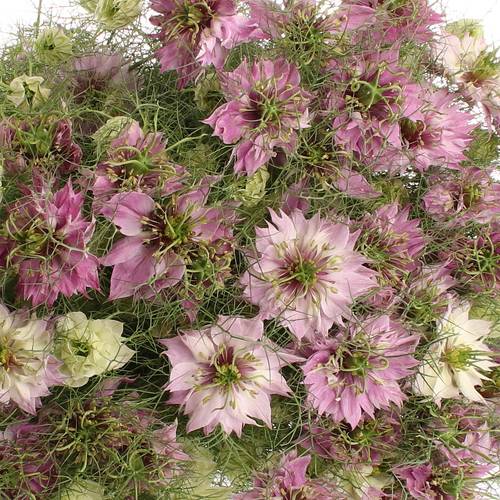 Nigella rosa 50cm