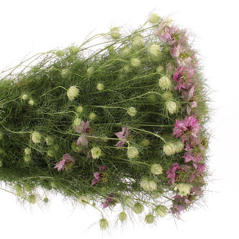 Nigella rosa 50cm