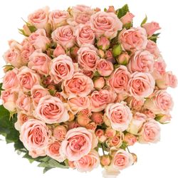 Rose verzweigt rosa Flirting Bubbles 4+Blüte 40cm