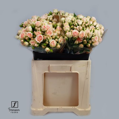 Rose verzweigt rosa Flirting Bubbles 4+Blüte 40cm