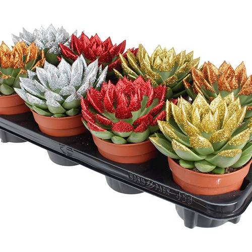 Echeveria Miranda Gefärbt +glitzer T12 H017