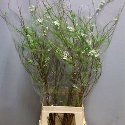 Spirea weiss Grefsheim 90cm