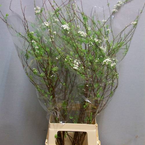 Spirea weiss Grefsheim 90cm