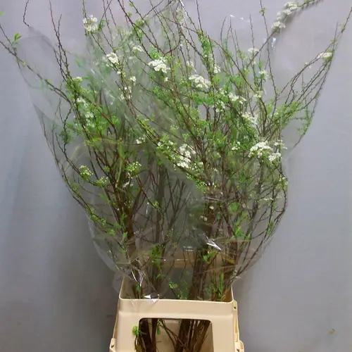 Spirea weiss Grefsheim 90cm