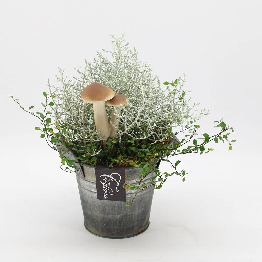 Garten.Arr-2541 Herbst T14 H025