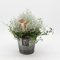 Garten.Arr-2541 Herbst T14 H025