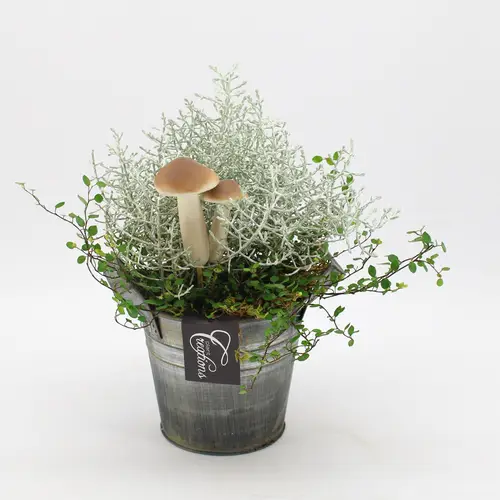 Garten.Arr-2541 Herbst T14 H025