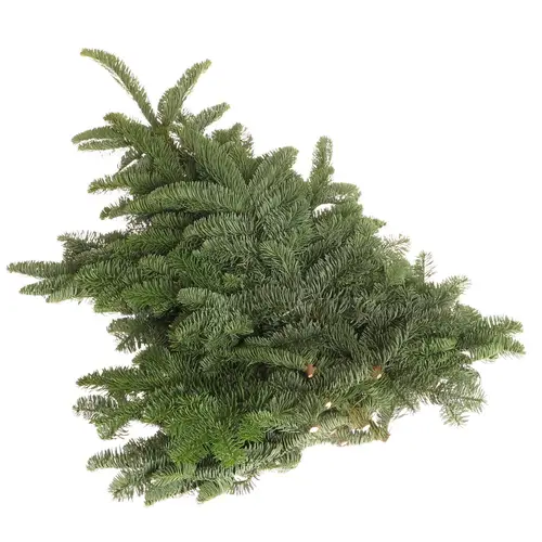 Tanne Nobilis W.Band 5kg für Binde