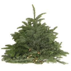 Tanne Nobilis W.Band 5kg für Binde