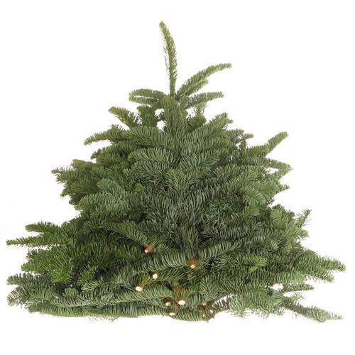 Tanne Nobilis W.Band 5kg für Binde