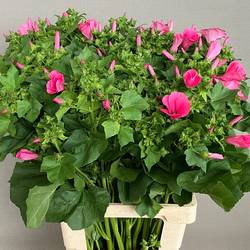 Lavatera rosa 70cm