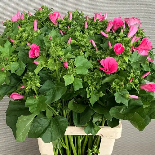 Lavatera rosa 70cm